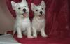 Вест хайленд уайт терьер щенки превью 851679.