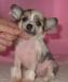 Щенки китайской хохлатой мини и стандарт превью 851684.
