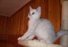 Британский клубный котёнок, мальчик 3,5 мес превью 851802.
