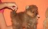 Продается щенок померанского шпица превью 851890.