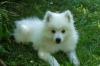 Японский шпиц  белоснежные щенки превью 850255.