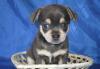 Продаются щенки чихуахуа превью 852052.