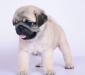 Щенки мопса превью 852106.
