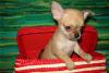 Миниатюрные щеночки чихуахуа превью 852119.