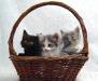 Котята в дар, мальчики и девочки, 2 мес превью 852142.