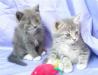 Отдадим котят в хорошие руки превью 852223.