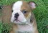Щенки английского бульдога превью 852355.