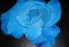 Голубая роза превью 852674.