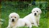 Щенки лабрадора превью 853054.