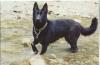 Щенки чёрной немецкой овчарки превью 853172.
