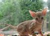Превью Котята корниш-рекс Воронеж - 2