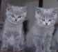 Скоттиши котики 2мес,окрас-голубой превью 853295.
