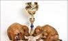 Щенки цвергпинчера (мин.пина, карликового пинчера) превью 853656.