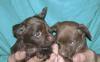 Превью Тойчики от недорогих до шоу Москва - 4