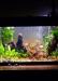 Аквариум 60 литров превью 855086 Аквариум 60 литров превью 855086.