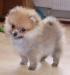 Эксклюзивный померанский мальчик превью 855292.