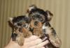 Щенки йоркширского терьера превью 855775.