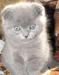 Шотландский  вислоухий котик превью 855972.
