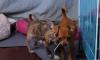 Превью Щенки чихуахуа Москва - 2