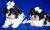 Щенки ши-тцу для хорошего дома превью 856132.