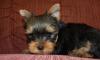 Красивый мини йоркширский терьер щенков для продаж превью 856758.