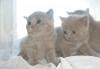 Шотландские котятаДля души и разведения превью 857610.