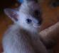 Отдам котенка даром(Тайский блю-поинт) превью 857863.