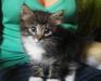 Пушистый котёнок ищет любящих хозяев превью 858003.