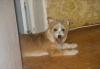 Отдаю щенка 10 мес. девочка метис не стирилизована превью 858168.