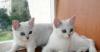 Котята серебристой шиншиллы превью 859264.