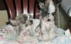 Китайская хохлатая щенки превью 861136.