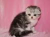 котята скоттиш-фолды и страйты превью 861707.