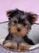 Щенки йоркширского терьера превью 862194.