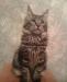 Превью Котенок Породы Мейн-кун (maine Coon) в С-Пб Санкт-Петербург - 1