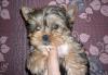 Щенки йоркширского терьера превью 860344.