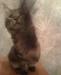 Превью Котенок Породы Мейн-кун (maine Coon) в С-Пб Санкт-Петербург - 2