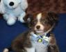 Чихуахуа девочка за 5 000 руб превью 863308.