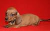 Таксы гладкошерстной миниатюрной щенки превью 863678.