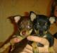 Продаю очаровательных щенков той терьера превью 860406.