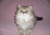 Персидские котята(золотистая шиншилла) превью 865115.