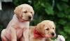 Щенки лабрадора недорого превью 865833.