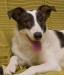 Интересная собачка Маруся ищет хозяина (Питер) превью 865896.