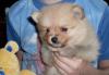 Миниатюрный (померанский ) шпиц превью 866200.
