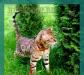 Бенгальские котята превью 866236.
