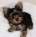 Щенки Йоркширского терьера превью 866258.