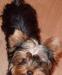 Щенки йоркширского терьера девочки превью 866800.