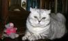 Британская кошка в добрые руки превью 867076.
