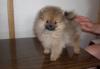 Щенки карликового шпица превью 867332.