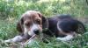 Бигля щенки превью 868116.