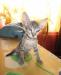 Котенок сфинкс(петерболд) превью 860910.